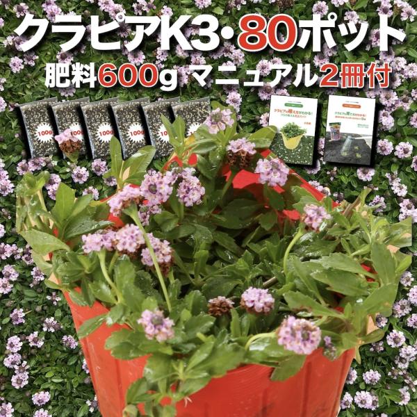 予約商品 クラピア K3 9cmポット苗 80鉢 ピンク品種 イワダレソウ改良種 肥料600g 植栽...