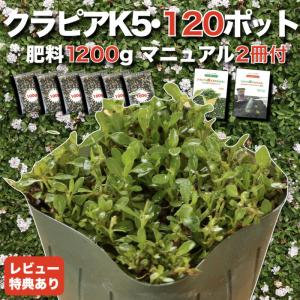 クラピア K5 9cmポット苗 120鉢セット 薄桃品種 肥料1200g マニュアル付 グランドカバー 多年草 下草 薄ピンク花 ほふく性 イワダレソウ改良 庭