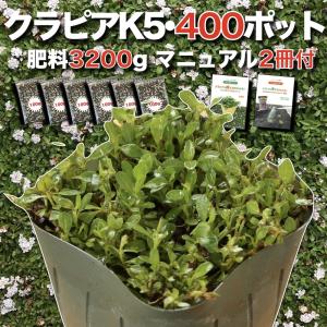 クラピア K5 9cmポット苗 400鉢セット 薄桃品種 肥料3200g マニュアル付 グランドカバー 多年草 下草 薄ピンク花 ほふく性 イワダレソウ改良 庭