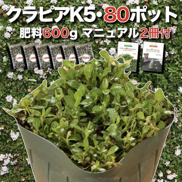 予約商品 クラピア K5 9cmポット苗 80鉢セット 薄桃品種 肥料600g マニュアル付 グラン...