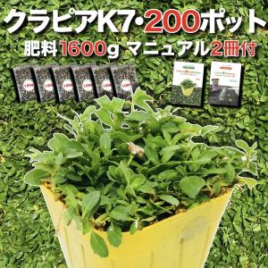 クラピア K7 9cmポット苗 200鉢セット 肥料1600g マニュアル付 白色品種 イワダレソウ 改良種 グランドカバー