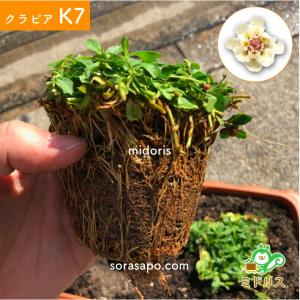 クラピア K7 9cmポット苗 400鉢セット...の詳細画像4