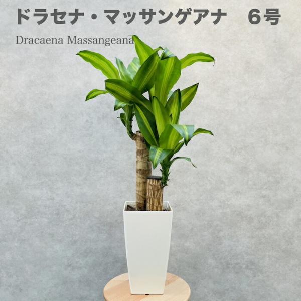観葉植物 ドラセナ マッサンゲアナ 6号鉢 受け皿付き 鉢底から70cm程度 幸福の木 屋外 デレメ...
