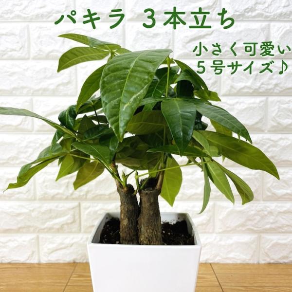 観葉植物 パキラ 3本立ち 可愛いミニサイズの5号鉢 編み込み 発財樹 幸運の樹 シンボルツリー お...