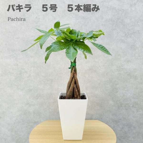 観葉植物 パキラ 5本編み種類 可愛いミニサイズの5号鉢 編み込み 発財樹 幸運の樹 おしゃれな室内...