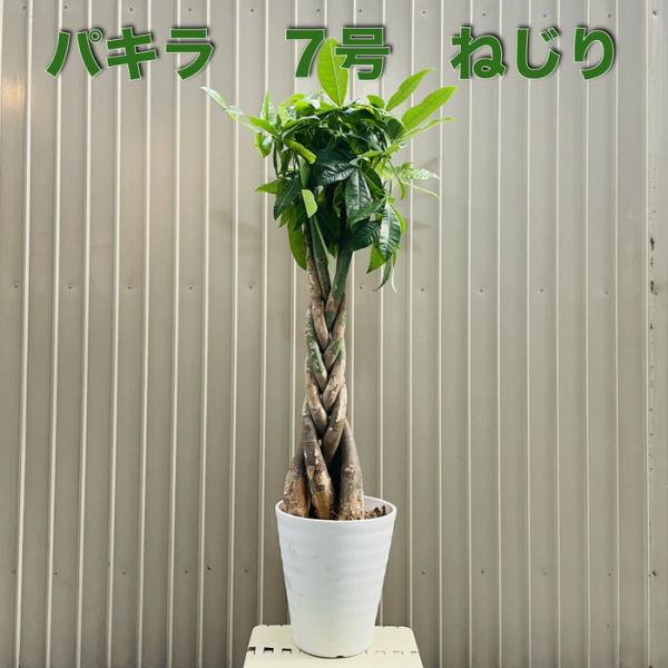観葉植物 パキラ 5本編み 7号鉢 大型株 95cm 編み込み 発財樹 幸運の樹 シンボルツリー お...