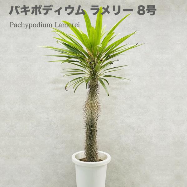 観葉植物 パキポディウム・ラメリー 8号鉢株 大型 塊根植物 コーデックス 多肉植物 ラメレイ おし...