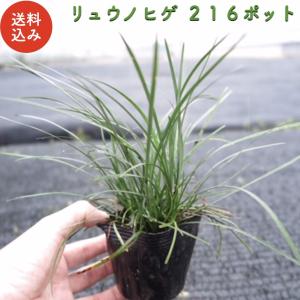 リュウノヒゲ 9cmポット苗 216株 グランドカバー 常緑 多年草 竜のひげ 龍の髭 ジャノヒゲ 植木 庭木 生け垣 下草