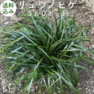 リュウノヒゲ 9cmポット苗 360株 グランドカバー 常緑 多年草 竜のひげ 龍の髭 ジャノヒゲ 植木 庭木 生け垣 下草