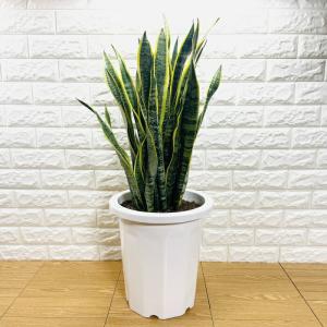 観葉植物 特大 サンスベリア 樹脂製特大鉢クリアブラック 開店祝 開業