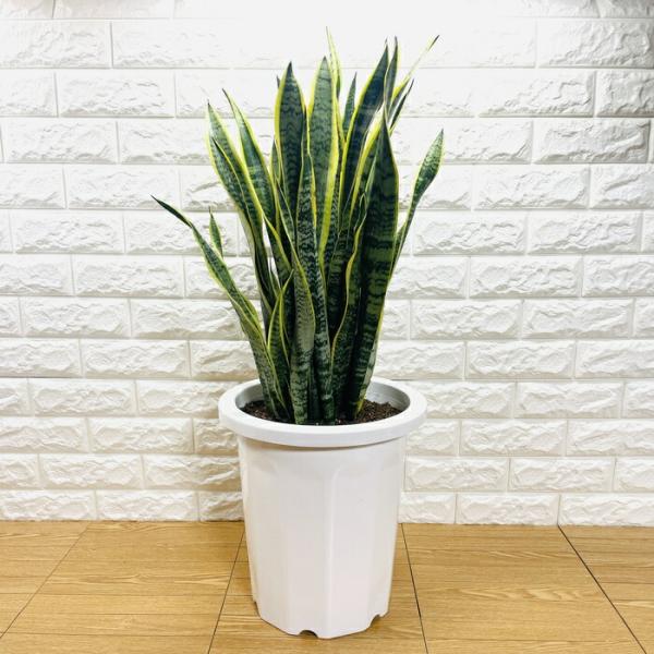 観葉植物 サンスベリア 10号鉢苗 大型種類 おしゃれ 室内 インテリア お祝い 開店 新築 結婚 ...