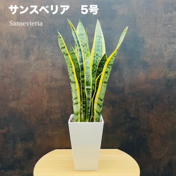 観葉植物 サンスベリア 5号鉢苗 小さい種類 ミニサイズ おしゃれ 室内 インテリア お祝い 誕生日...