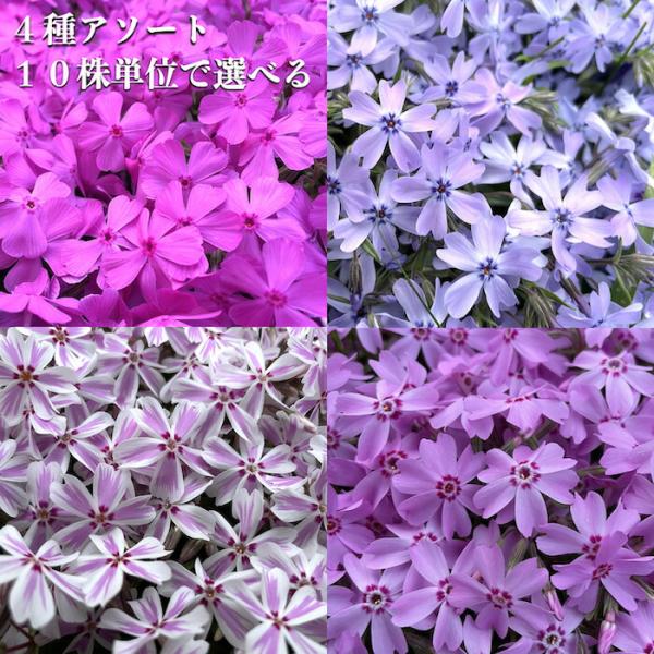芝桜 苗 4種アソート 9cmポット苗 40株セット ミックス ダニエル　オーキントン キャンディ ...