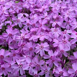芝桜 苗 オータムローズ ピンクの花 品種 9...の詳細画像4