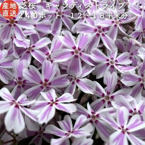 芝桜 苗 キャンディストライプ 多摩の流れ ピンク縞品種 9cmポット 240株 シバザクラ グランドカバー 多年草 下草 耐寒性