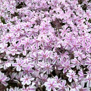 芝桜 苗 キャンディストライプ 多摩の流れ ピ...の詳細画像2