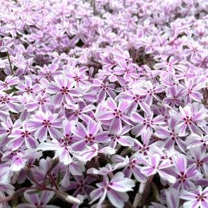 芝桜 苗 キャンディストライプ 多摩の流れ ピ...の詳細画像3