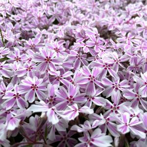 芝桜 苗 キャンディストライプ 多摩の流れ ピ...の詳細画像4