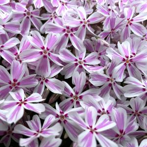 芝桜 苗 キャンディストライプ 多摩の流れ ピ...の詳細画像5