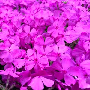 芝桜 苗 ダニエルクッション ピンクの花 品種...の詳細画像3