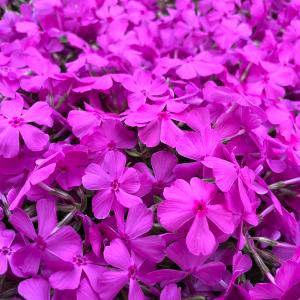 芝桜 苗 ダニエルクッション ピンクの花 品種...の詳細画像5