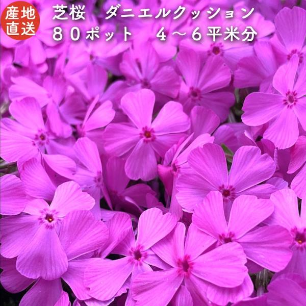 芝桜 苗 ダニエルクッション ピンクの花 品種 9cmポット 80株 シバザクラ グランドカバー 多...