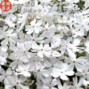 レビュー特典あり 高品質 芝桜 モンブランホワイト 白色種 ９cmポット苗 １２０株 シバザクラ グランドカバー 送料無料｜prosit