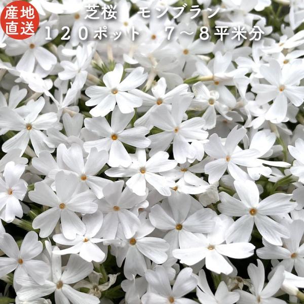 芝桜 苗 モンブランホワイト 白の花品種 種類 9cmポット 120株 シバザクラ グランドカバー ...
