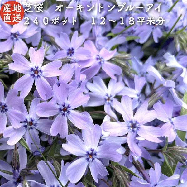 芝桜 苗 オーキントンブルーアイ 青の花 品種 9cmポット 240株 シバザクラ グランドカバー ...