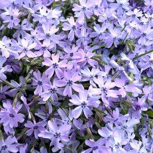 芝桜 苗 オーキントンブルーアイ 青の花 品種...の詳細画像3