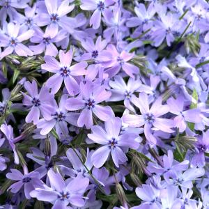 芝桜 苗 オーキントンブルーアイ 青の花 品種...の詳細画像4