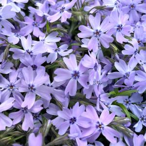 芝桜 苗 オーキントンブルーアイ 青の花 品種...の詳細画像5