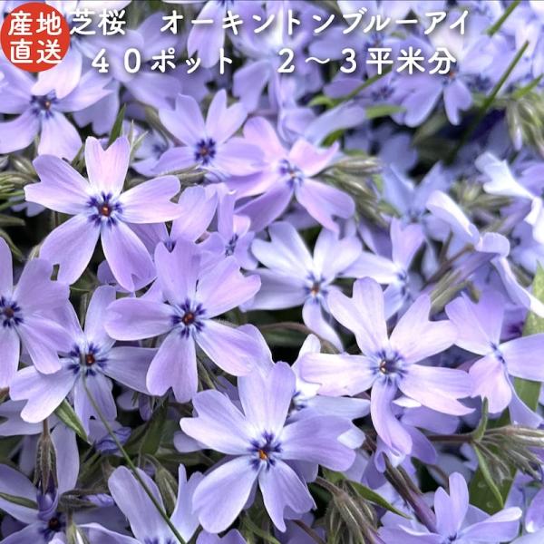 芝桜 苗 オーキントンブルーアイ 青の花 品種 9cmポット 40株 シバザクラ グランドカバー 多...