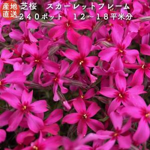 芝桜 苗 スカーレットフレーム 赤の花品種 種類 9cmポット 240株 シバザクラ グランドカバー 多年草 下草 宿根草 耐寒性