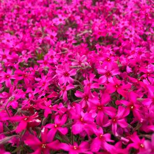 芝桜 苗 スカーレットフレーム 赤の花品種 種...の詳細画像2
