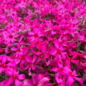 芝桜 苗 スカーレットフレーム 赤の花品種 種...の詳細画像5