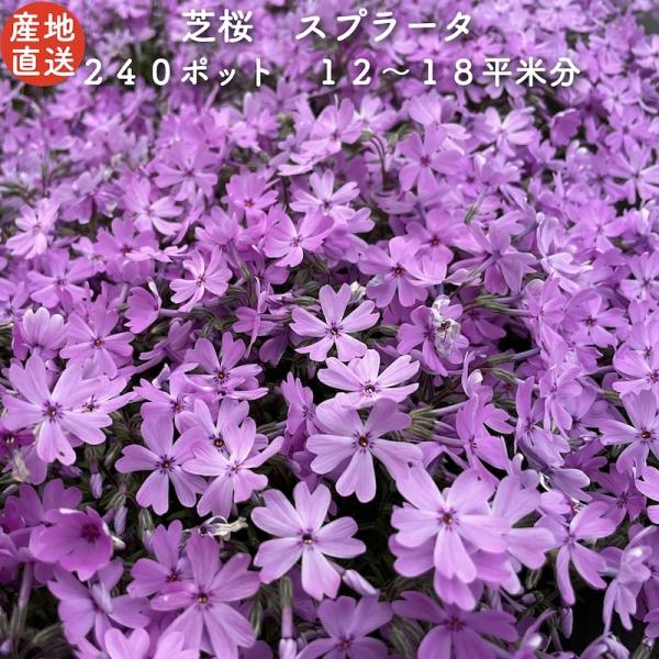 芝桜 苗 スプラータ ピンクの花 品種 種類 9cmポット 240株 シバザクラ グランドカバー 多...