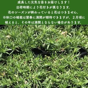 芝桜 苗 スプラータ ピンクの花 品種 種類 ...の詳細画像1
