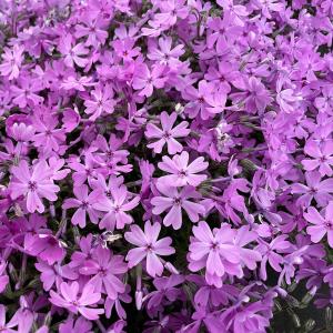 芝桜 苗 スプラータ ピンクの花 品種 種類 ...の詳細画像2