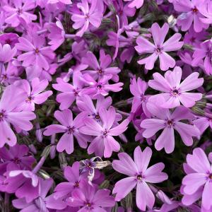 芝桜 苗 スプラータ ピンクの花 品種 種類 ...の詳細画像3