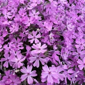 芝桜 苗 スプラータ ピンクの花 品種 種類 ...の詳細画像4