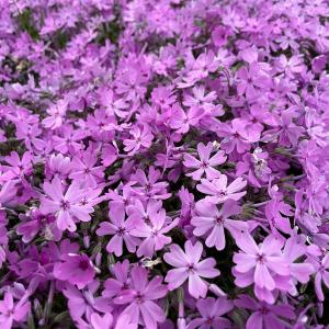 芝桜 苗 スプラータ ピンクの花 品種 種類 ...の詳細画像5