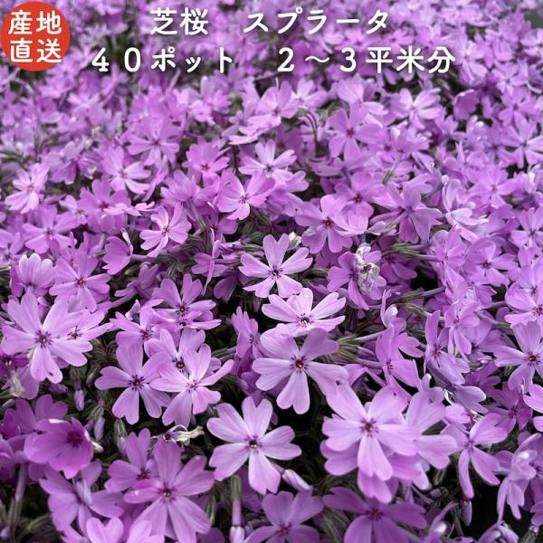 芝桜 苗 スプラータ ピンクの花 品種 種類 9cmポット 40株 シバザクラ グランドカバー 多年...