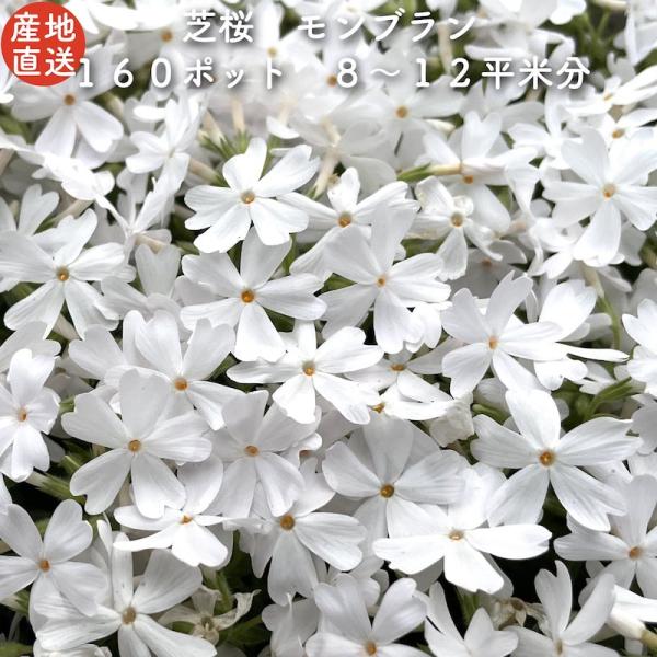 芝桜 苗 モンブランホワイト 白の花品種 種類 9cmポット 160株 シバザクラ グランドカバー ...