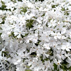 芝桜 苗 モンブランホワイト 白の花品種 種類...の詳細画像2