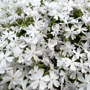 芝桜 苗 モンブランホワイト 白の花品種 種類...の詳細画像4