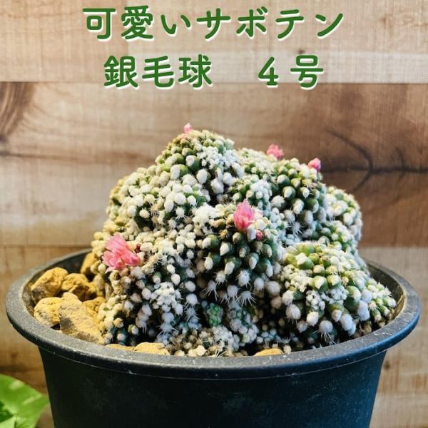 サボテン 銀毛球 4号鉢 観葉植物 多肉植物 マミラリア おしゃれでかわいい ギフト 置物 プレゼン...