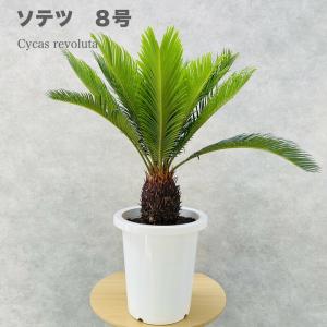 ソテツ 蘇鉄 6号 鉢カバー シンボルツリー 庭木 植木 常緑樹 ソテツ 蘇鉄 6号 鉢カバー シンボルツリー 庭木 植木 常緑樹