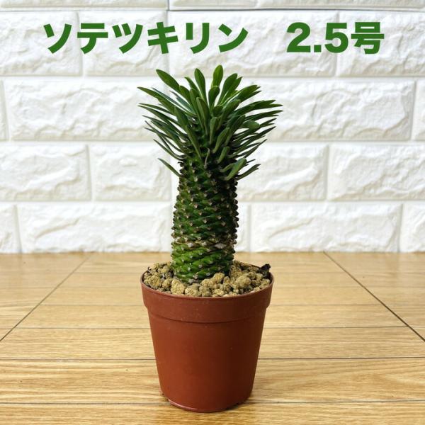 観葉植物 ユーフォルビア ソテツキリン 2.5号鉢 パイナップルコーン 蘇鉄麒麟 多肉植物 おしゃれ...