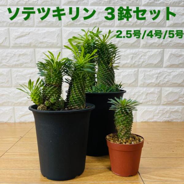 観葉植物 ユーフォルビア ソテツキリン 3個セット 2.5号 4号 5号 パイナップルコーン 蘇鉄麒...